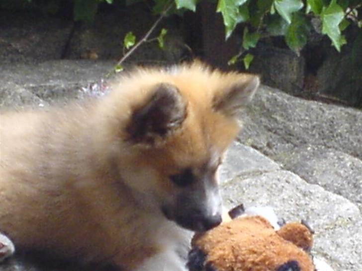 Islandsk fårehund mickey billede 20