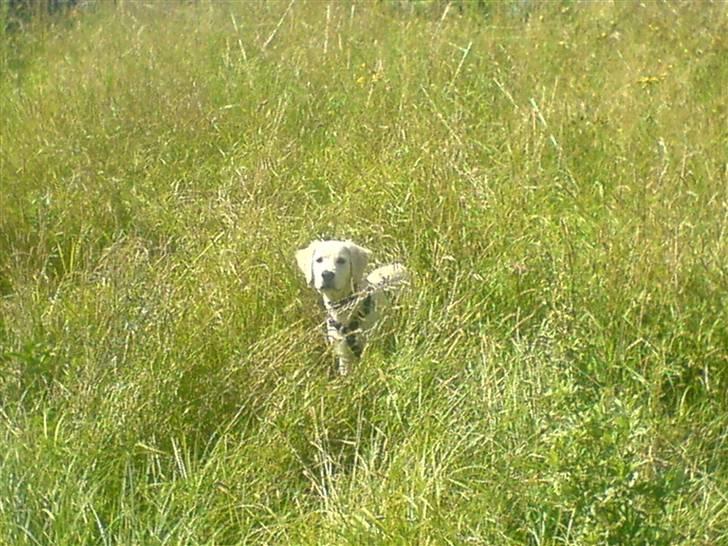 Golden retriever Rico  billede 4