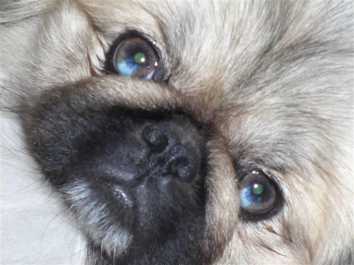 Pekingeser Spokie billede 13