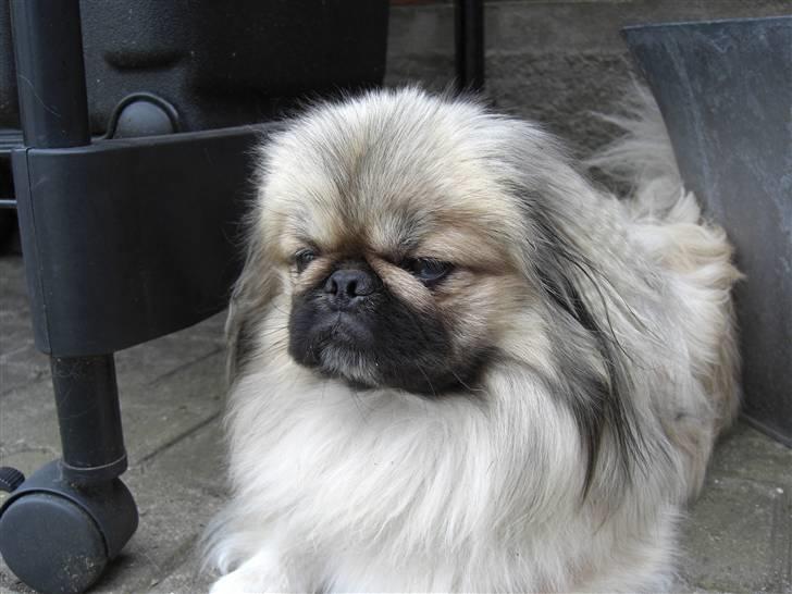 Pekingeser Spokie billede 14