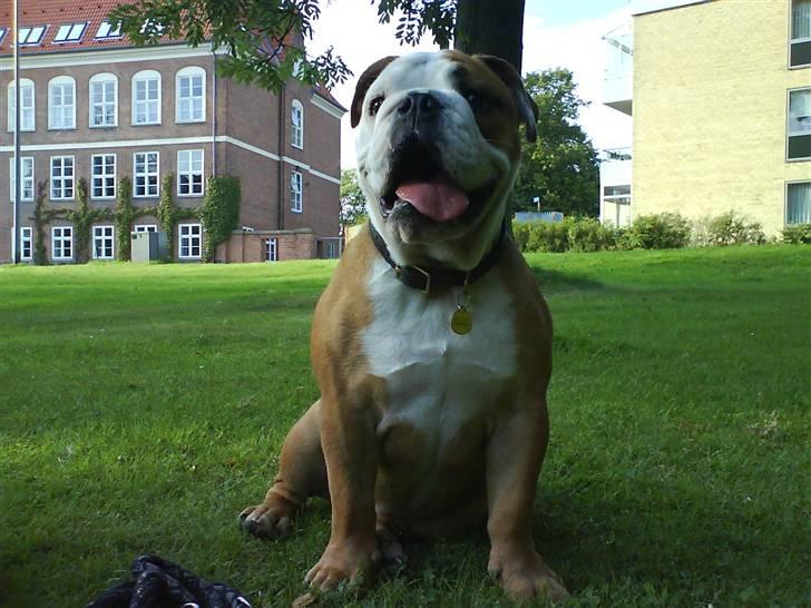Engelsk bulldog Chucky billede 3