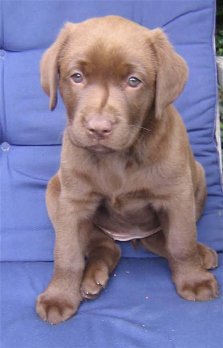 Labrador retriever Bella billede 1