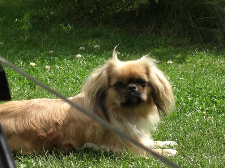 Pekingeser SPIRIT billede 17