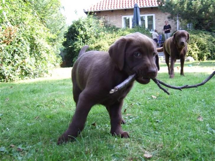 Labrador retriever Bella billede 2