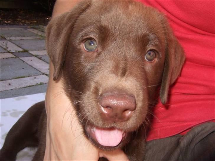 Labrador retriever Bella billede 3