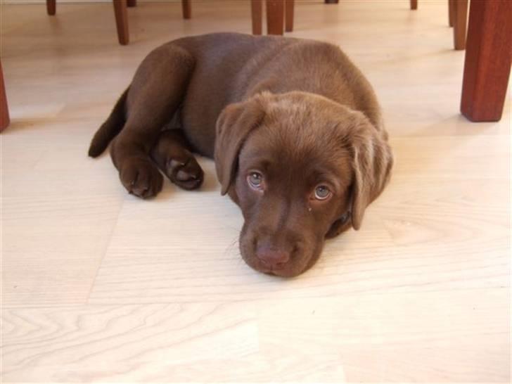 Labrador retriever Bella billede 4