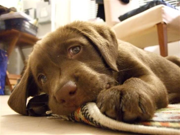 Labrador retriever Bella billede 5