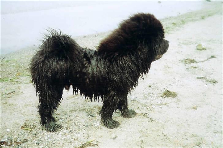 Chow chow Oscar - Oscar ved stranden. 6 mdr. gammel billede 16