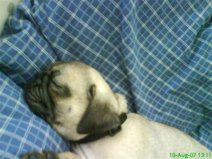 Mops Frank Elvis - ZZzzzzzzzz (på min mors hovedpude!) billede 16