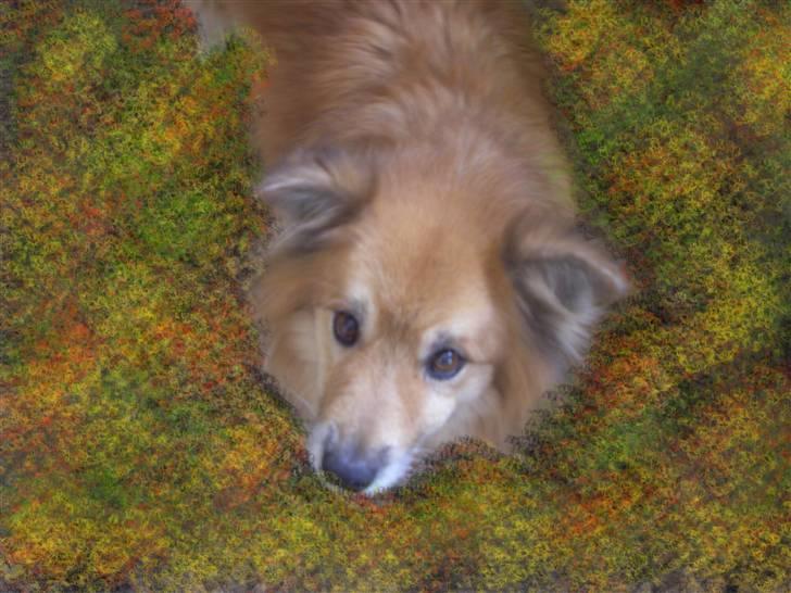 Islandsk fårehund Flóki - Tukki, i paint shop pro :D [taget af mig] billede 12