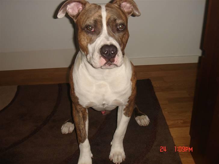 Amerikansk staffordshire terrier Marco - Her er jeg næsten 10 mdr.  billede 1