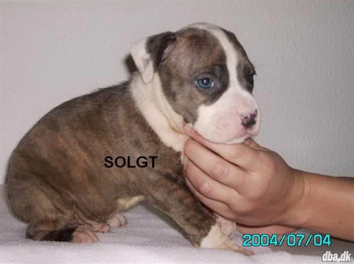 Amerikansk staffordshire terrier Marco - marco 4 uger billede 2