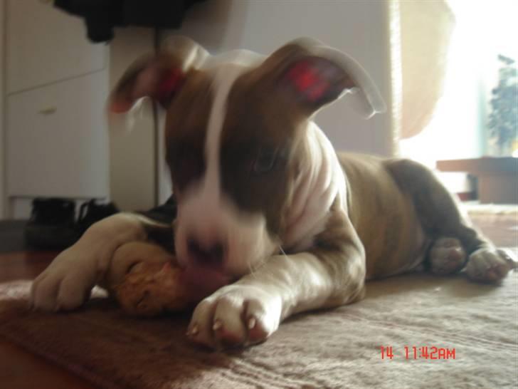 Amerikansk staffordshire terrier Marco - Marco 16 uger billede 3