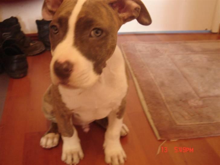 Amerikansk staffordshire terrier Marco - En lille nørd... billede 4