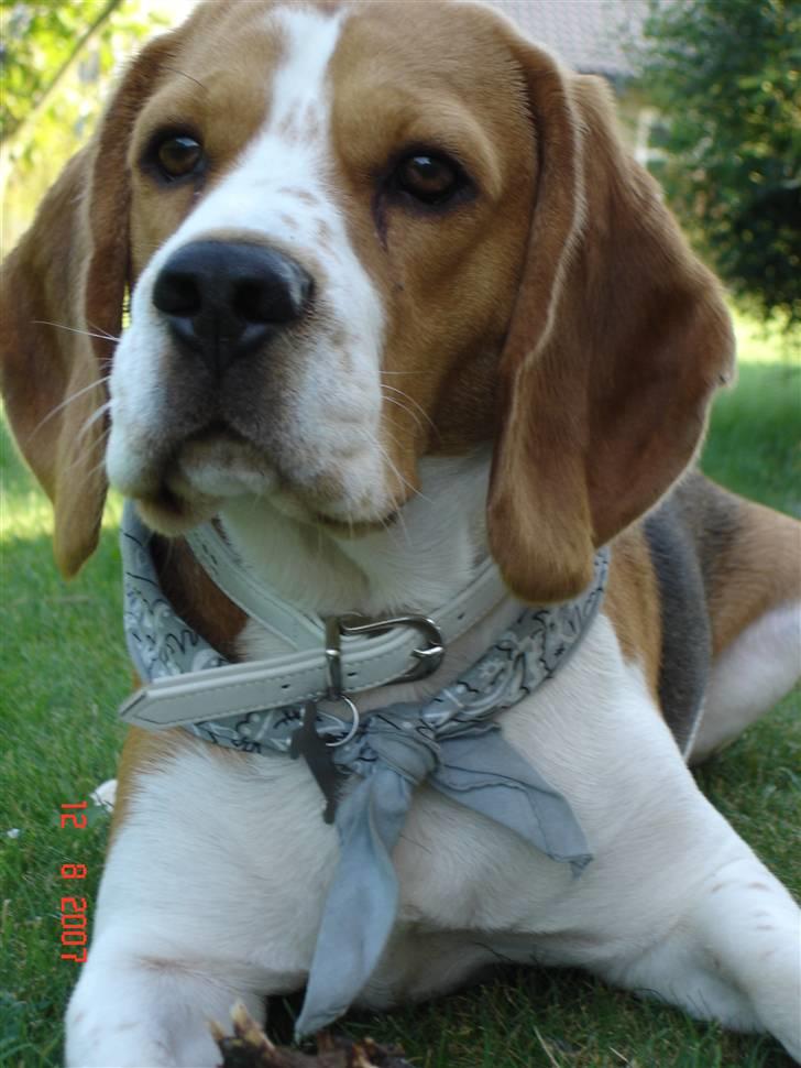 Beagle ANTON *Savner dig* billede 1