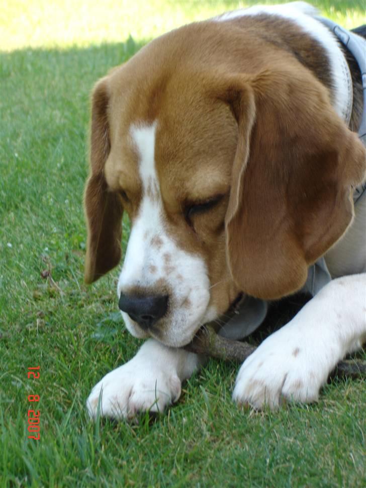 Beagle ANTON *Savner dig* billede 2