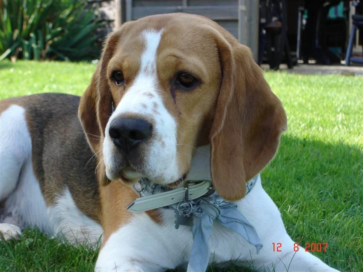 Beagle ANTON *Savner dig* billede 3