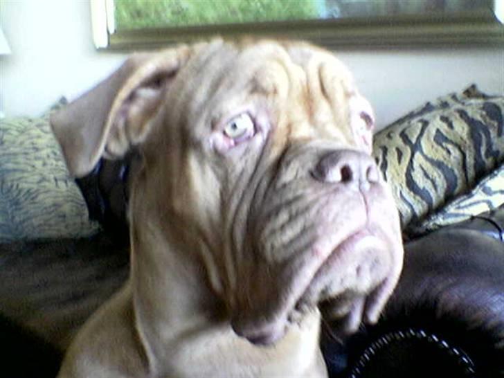 Dogue de bordeaux Onslow R.I.P - Ja vagthund!!! Nemlig... Undtaget når der er nogen ved døren! billede 12