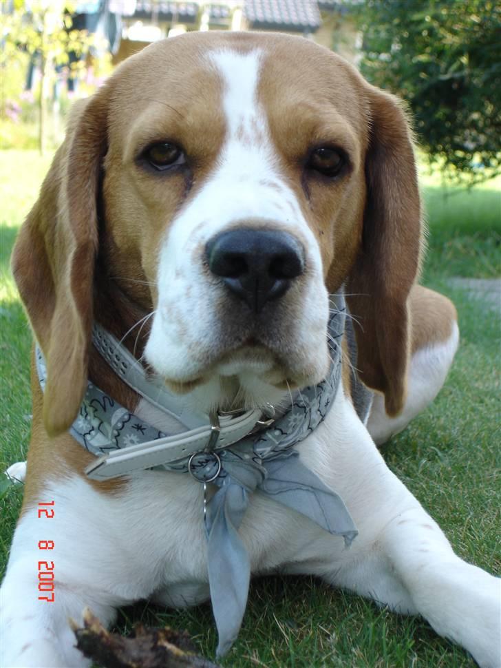 Beagle ANTON *Savner dig* billede 4