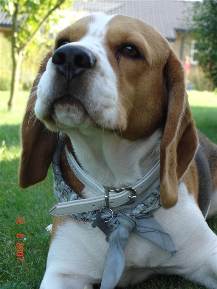 Beagle ANTON *Savner dig* billede 5