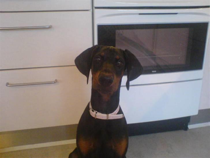 Dobermann Torontos Xenta *R.I.P.* - Ja jeg er ved at blive stor :-) billede 7