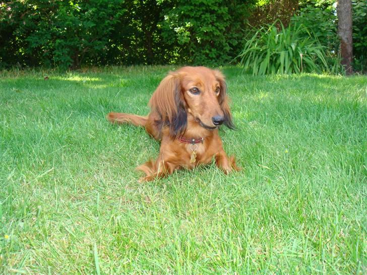 Gravhund Kildevangs Dominique/Mini billede 1