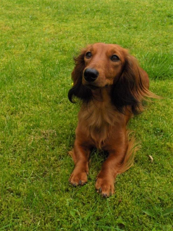 Gravhund Kildevangs Dominique/Mini - Smukling billede 2