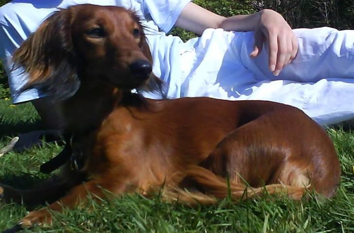 Gravhund Kildevangs Dominique/Mini - Se hvor fin jeg er billede 3