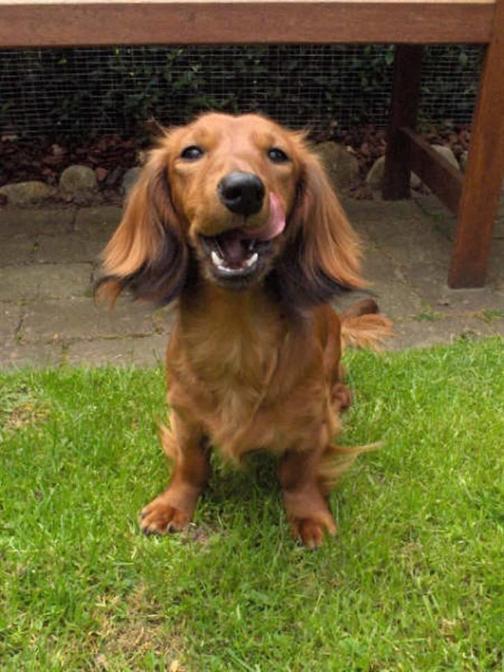 Gravhund Kildevangs Dominique/Mini - Fjollebilleder er jeg gode til :P billede 4