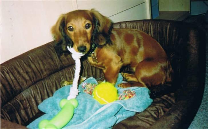 Gravhund Kildevangs Dominique/Mini - Baby Mini.. tænk hun har været så lille ö billede 5