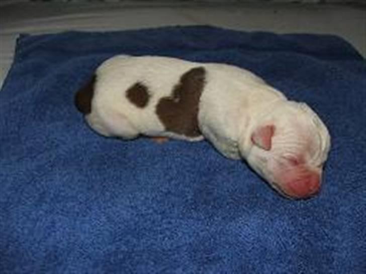 Amerikansk bulldog Morell's Asterix billede 6