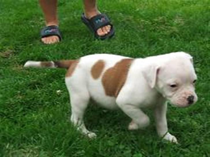 Amerikansk bulldog Morell's Asterix billede 7