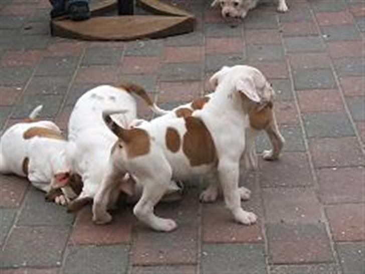 Amerikansk bulldog Morell's Asterix billede 8