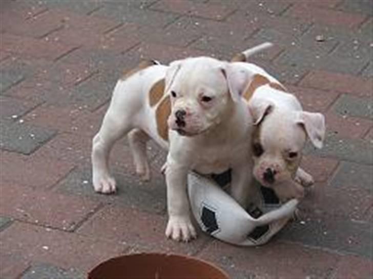 Amerikansk bulldog Morell's Asterix billede 9