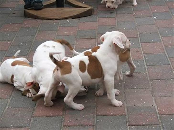 Amerikansk bulldog Morell's Asterix billede 10