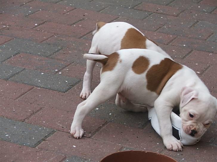 Amerikansk bulldog Morell's Asterix billede 11