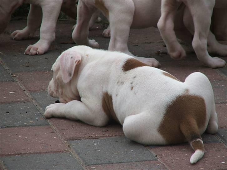 Amerikansk bulldog Morell's Asterix billede 12