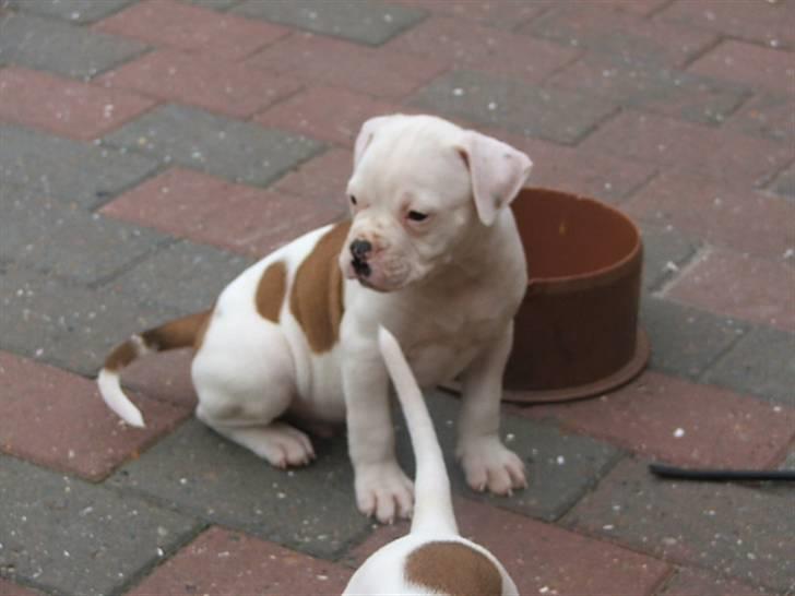 Amerikansk bulldog Morell's Asterix billede 13