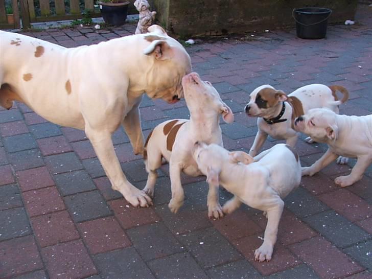 Amerikansk bulldog Morell's Asterix billede 14