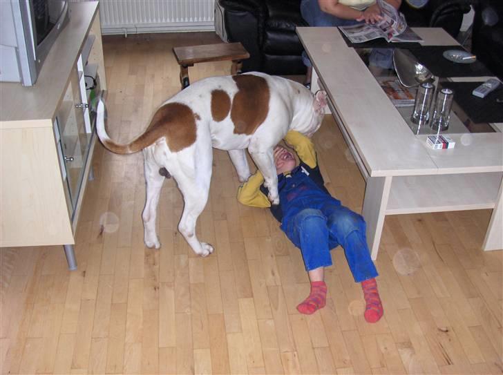 Amerikansk bulldog Morell's Asterix billede 15