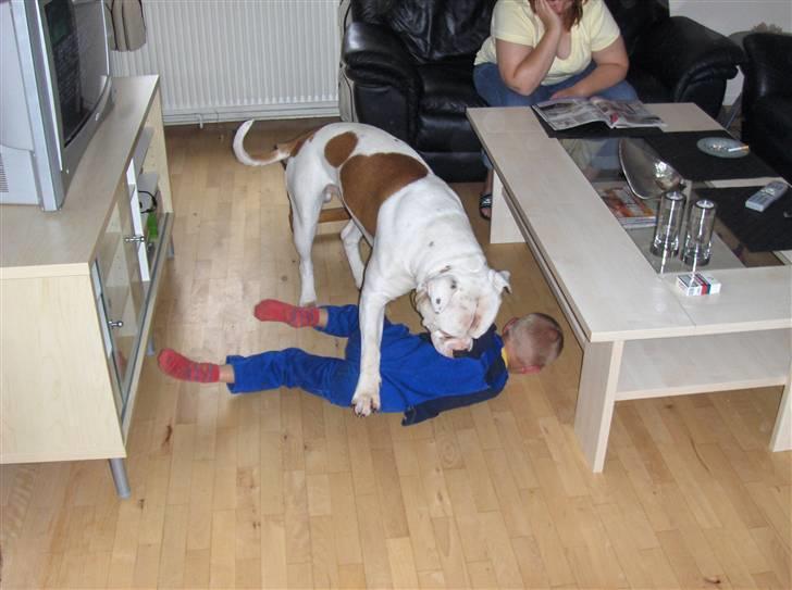 Amerikansk bulldog Morell's Asterix billede 16