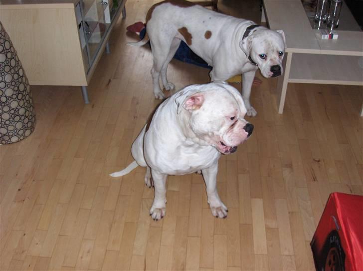 Amerikansk bulldog Morell's Asterix billede 17