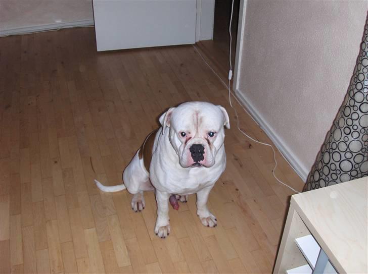 Amerikansk bulldog Morell's Asterix billede 18