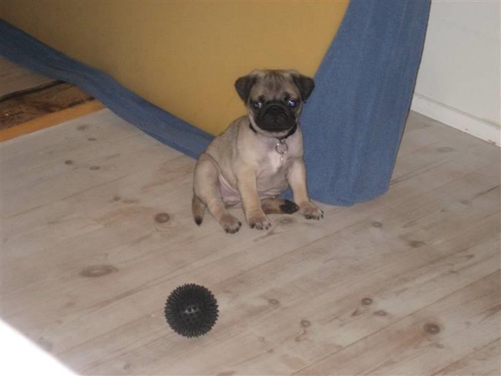 Mops Frank Elvis - Tag lige et billede! Jeg er klar nu billede 17