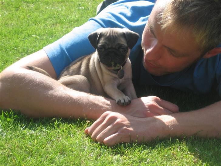 Mops Frank Elvis - Se mig og far! VI leger i haven, DET er bare cool.  billede 18