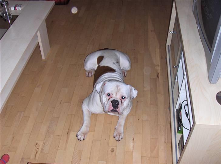 Amerikansk bulldog Morell's Asterix billede 19