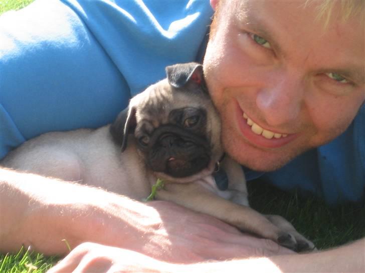 Mops Frank Elvis - Picture us picture us!  billede 19