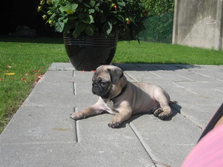 Mops Frank Elvis - Uhhh ja! Jeg ligger lige her lidt endnu.... billede 20