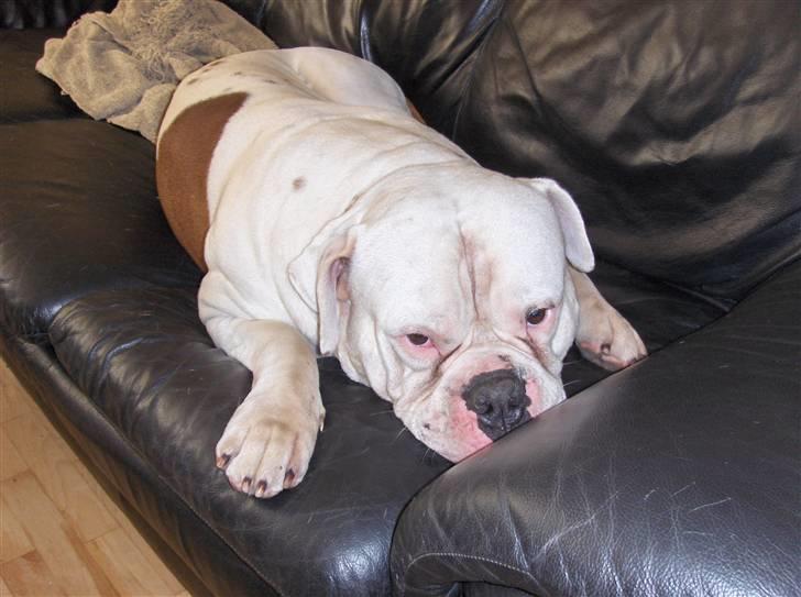 Amerikansk bulldog Morell's Asterix billede 20