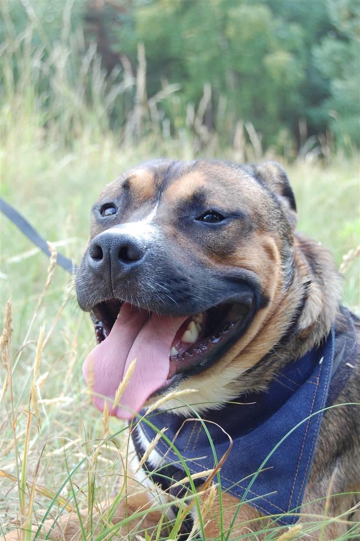 Amerikansk staffordshire terrier gizmo - Velkommen til Gizmo´s profil billede 1